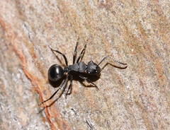 Polyrhachis phryne