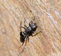 Polyrhachis phryne