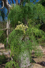 Moringa drouhardii