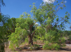 Moringa drouhardii