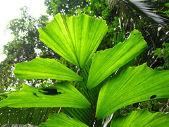 Iriartella stenocarpa