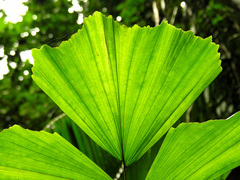 Iriartella stenocarpa