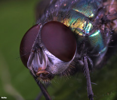 Diptera