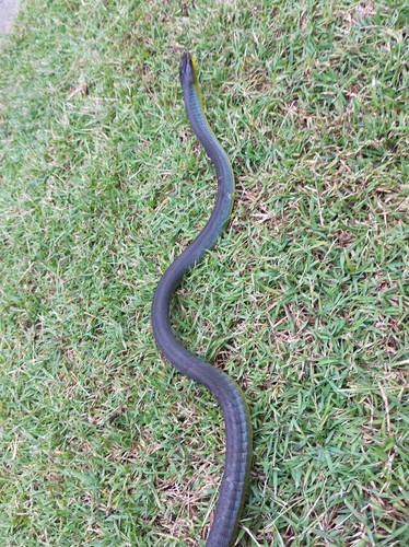 Common Tree Snake sighting