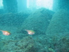 Pempheris ornata