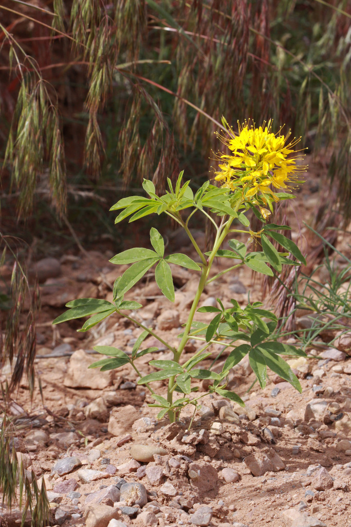 Yellow Bee Plant Plants Of Rosewood Nature Study Area · Inaturalist