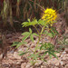 Yellow Beeplant - Photo (c) Andrey Zharkikh, some rights reserved (CC BY)