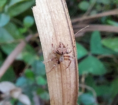Araneae