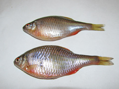 Rhodeus amarus