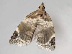 Acroceuthes oxygrammana