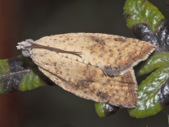 Meritastis laganodes