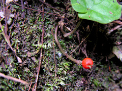 Lycianthes asarifolia