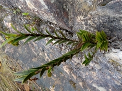 Epidendrum zipaquiranum