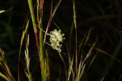 Pseudocreobotrina