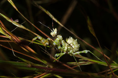 Pseudocreobotrina