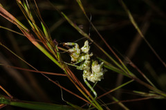 Pseudocreobotrina