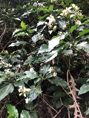 Justicia adhatodoides