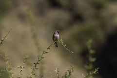 Carpodacus pulcherrimus