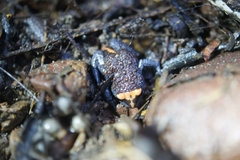 Pseudophryne australis