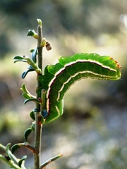Amphipyra effusa