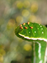 Amphipyra effusa