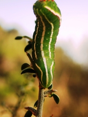 Amphipyra effusa