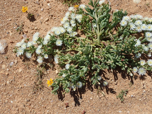 Image of Mesembryanthemum rapaceum by no rights reserved