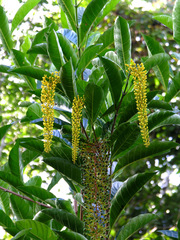 Lophanthera lactescens