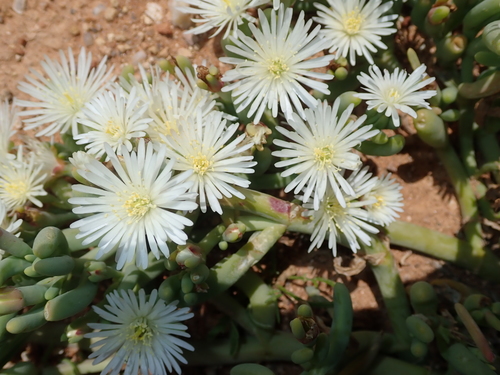 Mesembryanthemum rapaceum