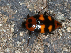 Scaphidium alpicola