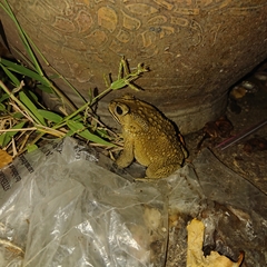 Duttaphrynus melanostictus