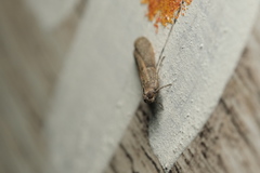 Ectomyelois ceratoniae