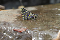 Catasticta teutila flavomaculata