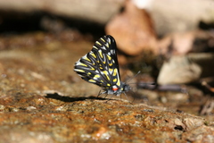 Catasticta teutila flavomaculata