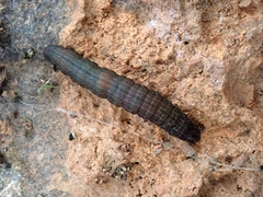 Ophiusa tirhaca