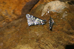 Catasticta teutila flavomaculata