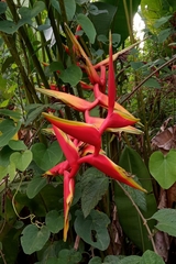 Heliconia × rauliniana