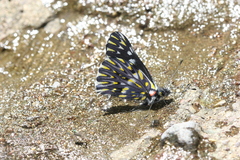 Catasticta teutila flavomaculata