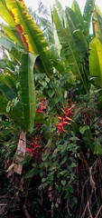 Heliconia × rauliniana