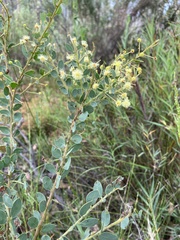 Acacia aureocrinita