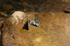 Catasticta teutila flavomaculata