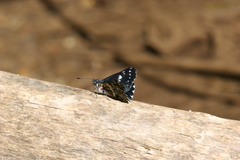 Catasticta teutila flavomaculata