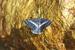 Catasticta teutila flavomaculata