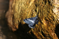 Catasticta teutila flavomaculata