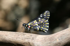 Catasticta teutila flavomaculata