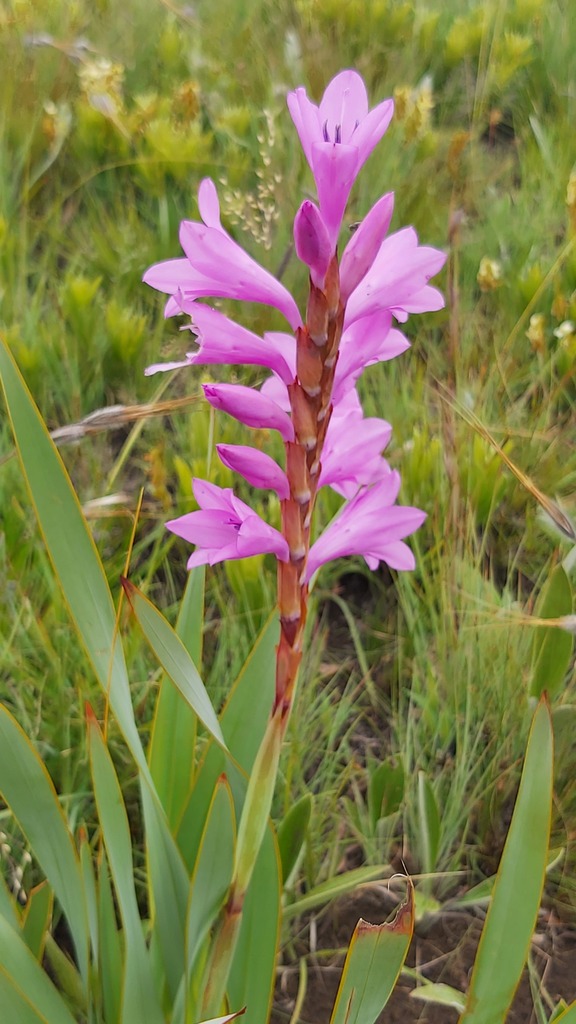 Maroon Watsonia