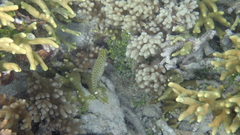 Siganus spinus