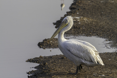Pelecanus crispus