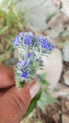 Veronica ciliata