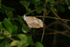 Dismorphia crisia lubina